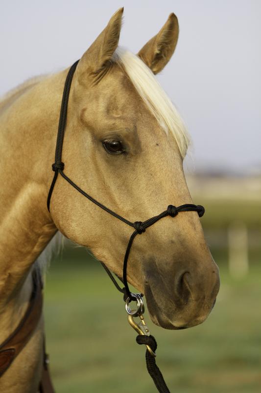 The Quick Clip Rope Halter - Cob – Spotted M Tack